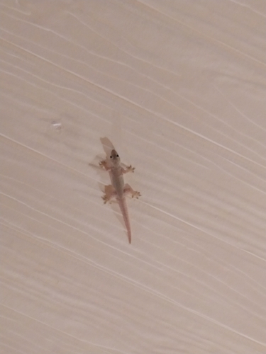 Flat-tailed House Gecko — seen at this dive site