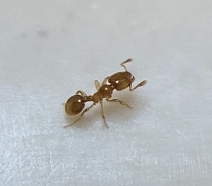 Common American Thief Ant