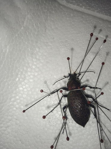 Carabus elysii