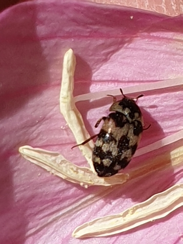 Insect of the Month: Black Carpet Beetle (Attagenus unicolor) — Insects  Limited — Insects Limited