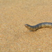 Serpiente Marina de Cabeza Pequeña - Photo (c) Samuel Prakash, todos los derechos reservados, subido por Samuel Prakash