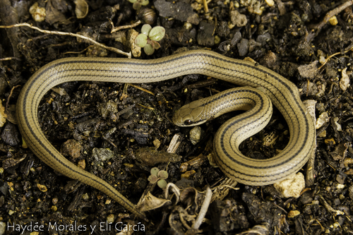 Blood Snake