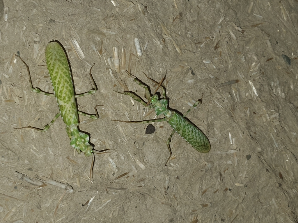 Thistle Mantis from Nushki on July 10, 2024 at 11:05 PM by Faiz Baloch ...