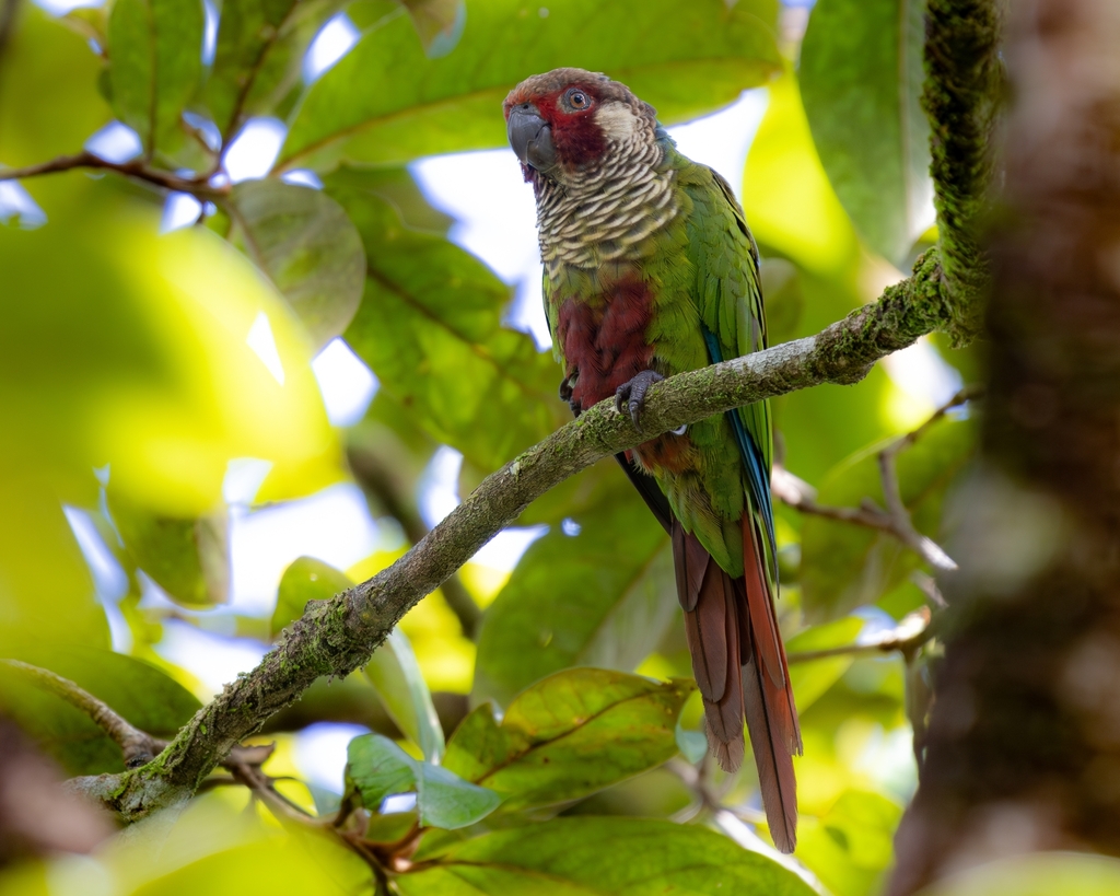 Subandean Parakeet (Pyrrhura subandina) photo