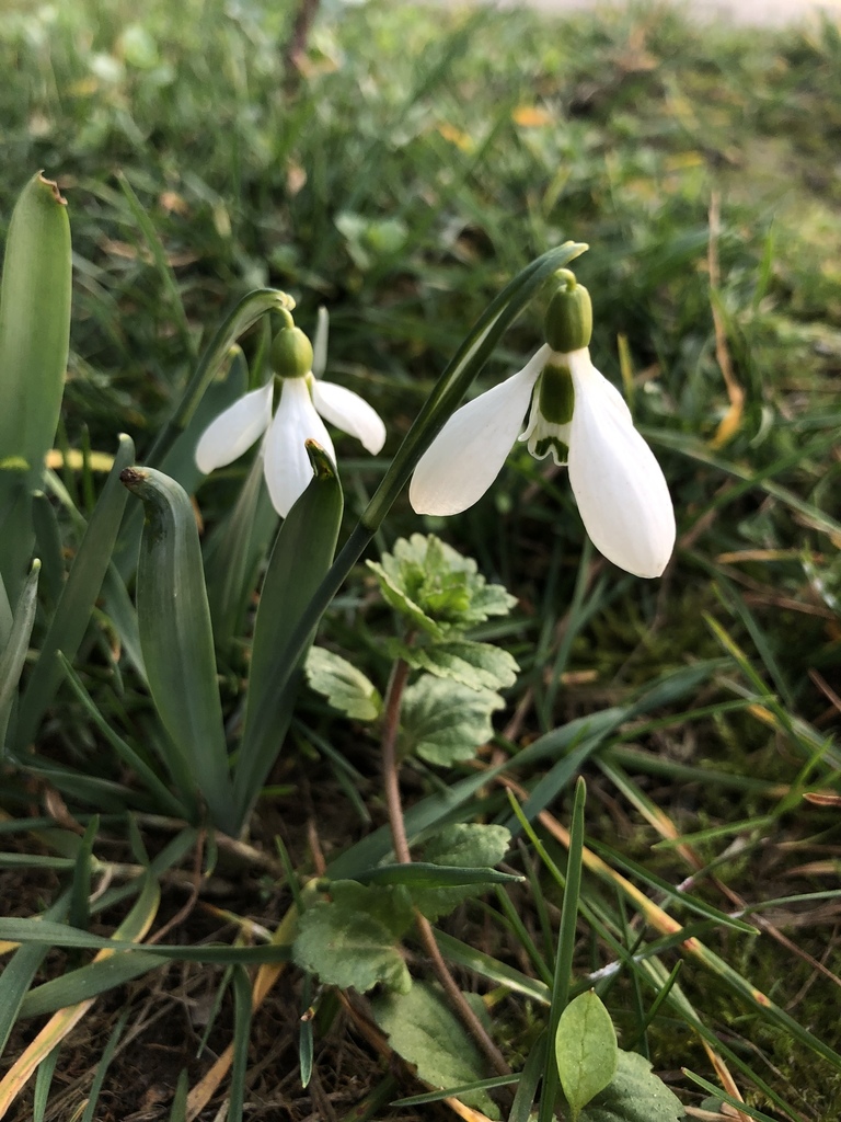 Slender snowdrop