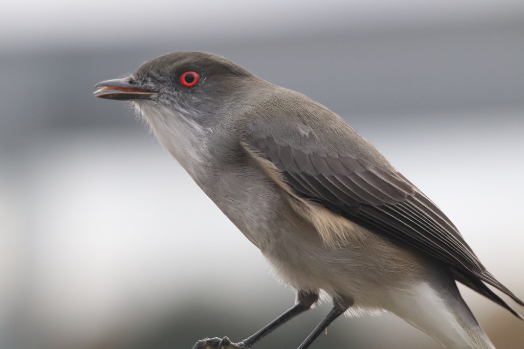 Fire-eyed Diucon photo