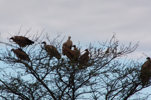White-backed Vulture