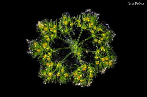 Characeae
