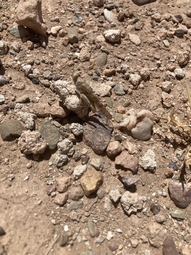 Desert Sand Grasshopper