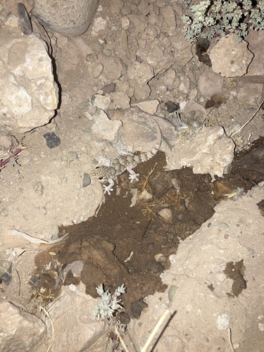 Moorish Gecko