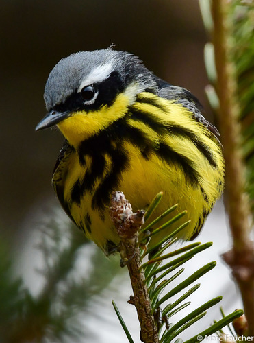 Magnolia Warbler