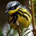 Magnolia Warbler - Photo (c) Marc Faucher, all rights reserved, uploaded by Marc Faucher