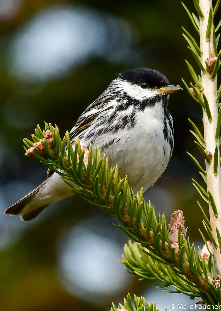 Blackpoll Warbler photo