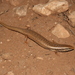 Chalcides ocellatus subtypicus - Photo (c) Karim Chouchane, todos los derechos reservados, subido por Karim Chouchane