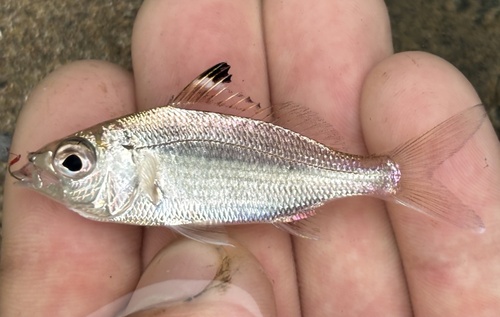 Pacific Flagfin Mojarra (Eucinostomus currani)