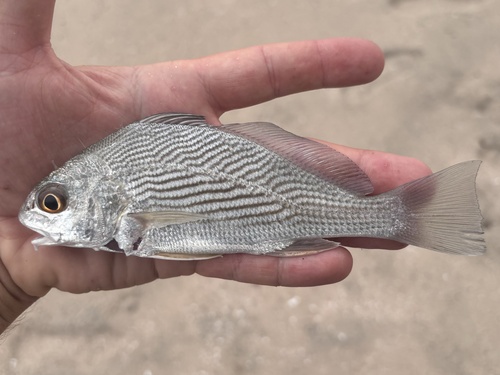 Longfin Drum (Umbrina dorsalis)