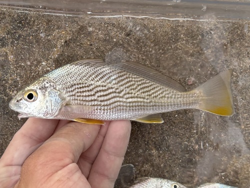 Surf Croaker (Umbrina xanti)
