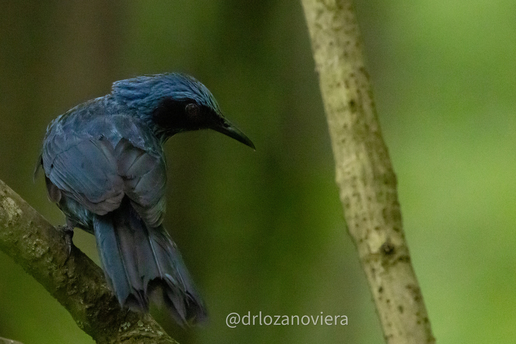 Blue Rocking Bird Blue Mockingbird from Nogueras - Carrizalillos, Villa de Álvarez, Col ...