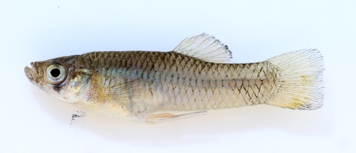 Gambusia echelleorum
