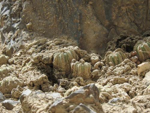 Variedad Aztekium ritteri ritteri · iNaturalist Mexico