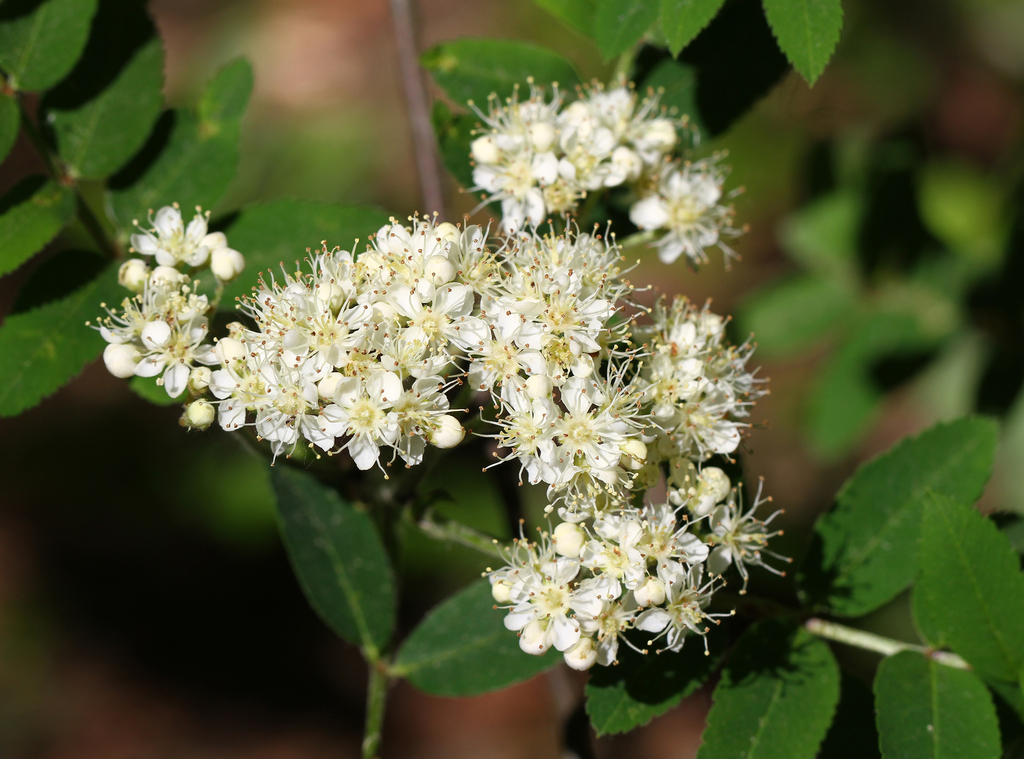 European Mountain Ash From Stockholm Stockholm Sweden On May 31 2019   Large 