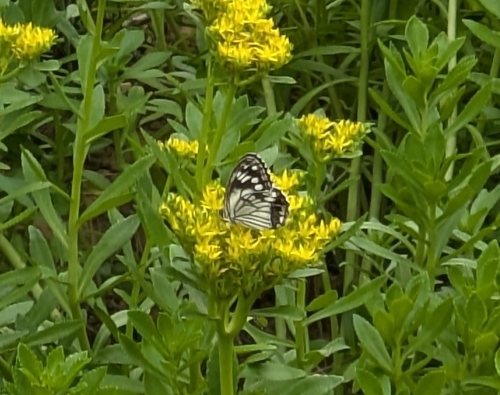 Melanargia epimede