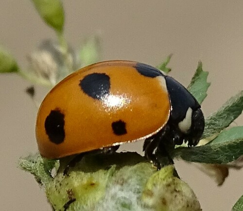 Coccinella magnifica nuotrauka