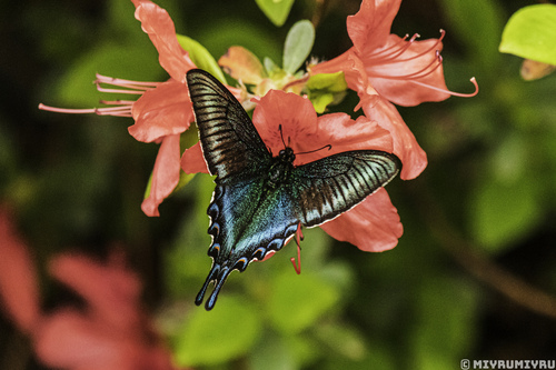 Alpine Black Swallowtail