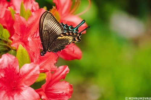 Alpine Black Swallowtail