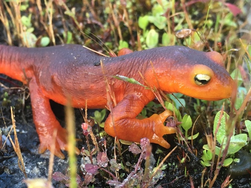 iNaturalist observation photo of Sierra Newt