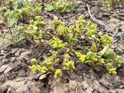 Reese River Phacelia (Phacelia glaberrima)