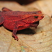 Four-ridged Toad - Photo (c) karnage, all rights reserved, uploaded by karnage