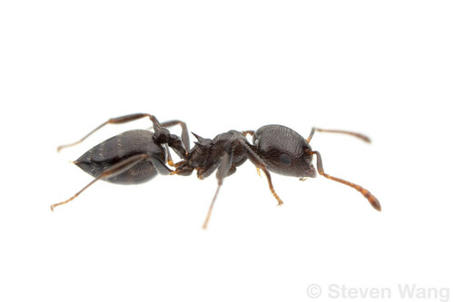 Crematogaster rifelnaCrematogaster rifelna