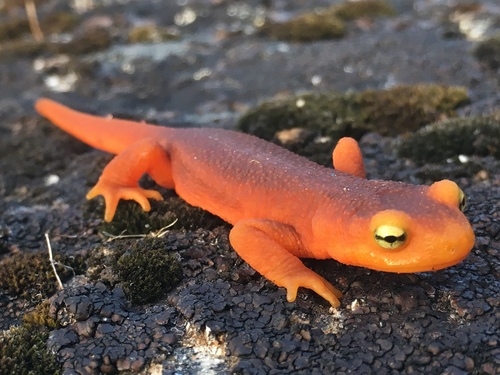 iNaturalist observation photo of Sierra Newt