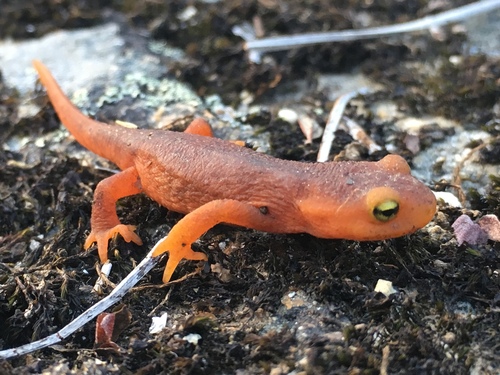 iNaturalist observation photo of Sierra Newt
