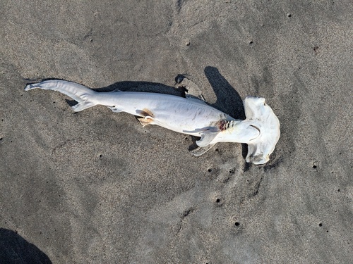Scalloped Hammerhead (Sphyrna lewini)