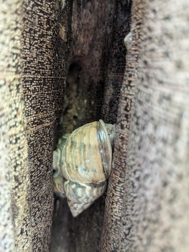 Orthalicus princeps (Orthalicus princeps)