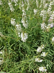 common milkpea