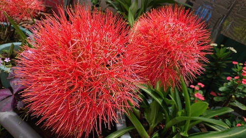 Bloodlily