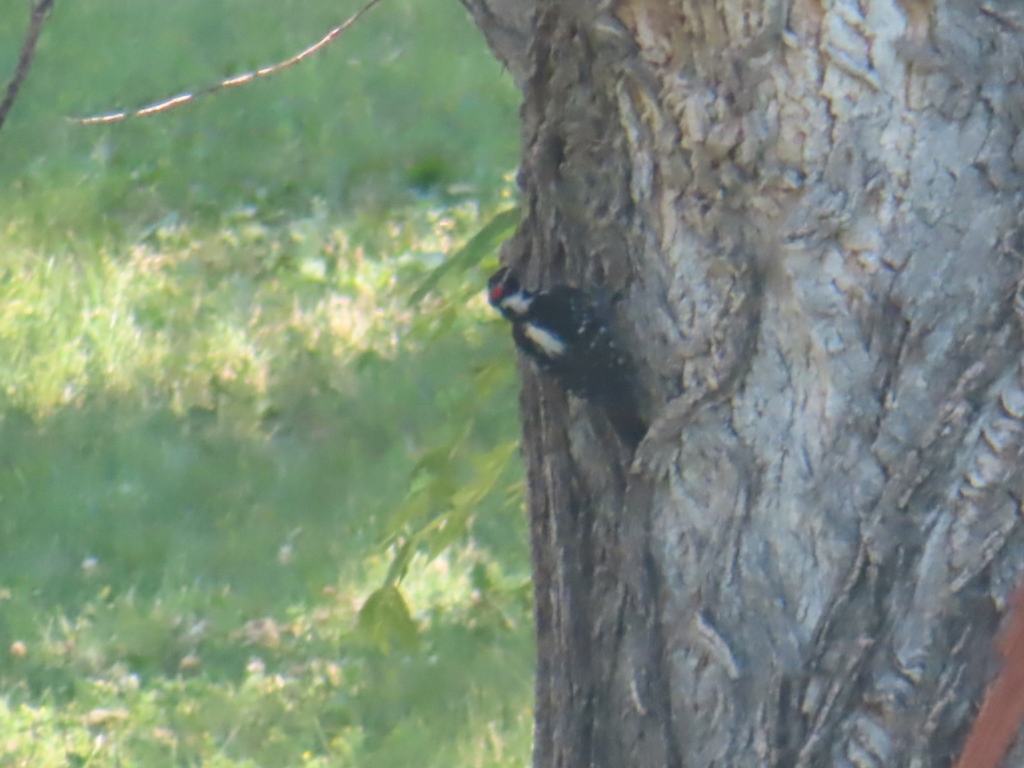 Hairy Woodpecker from Chadron, NE 69337, USA on July 11, 2024 at 04:10 ...