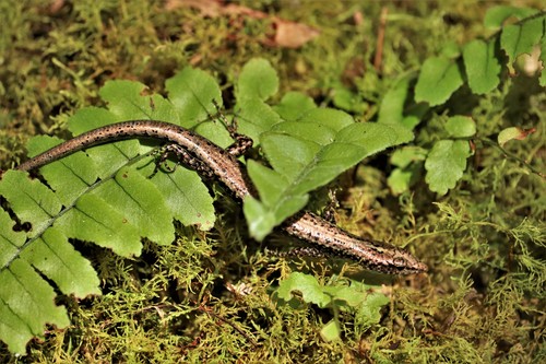 Moth Skink