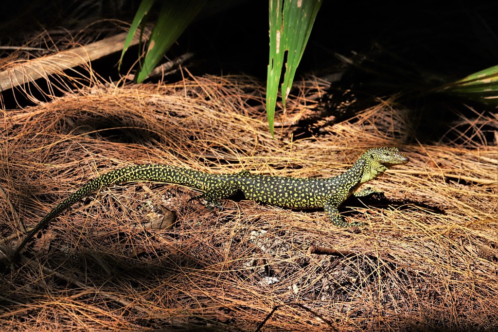 Mariana Monitor (Varanus tsukamotoi) · iNaturalist