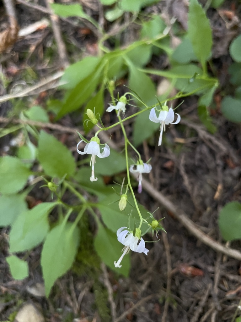 scouler's harebell from Tradition Plateau Nrca, Issaquah, WA, US on ...