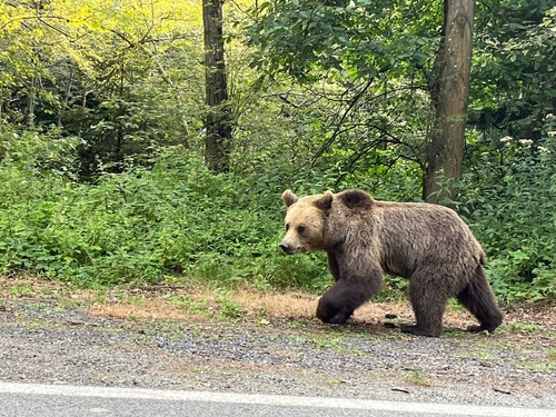 Eurasian Brown Bear
