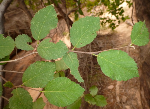 Knowlton's hophornbeam