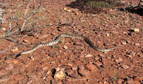 Black-headed Python sighting