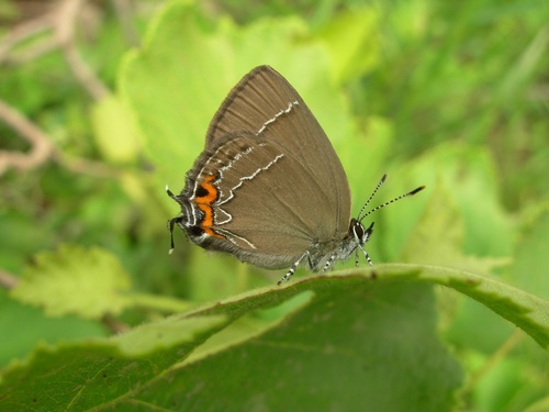 Satyrium iyonis