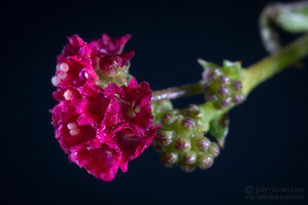 Boerhavia coccinea (Boerhavia coccinea)