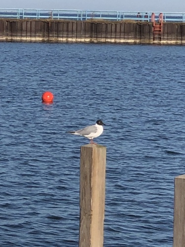 iNaturalist observation 2022-04-22