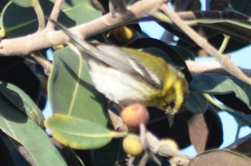 Setophaga townsendi